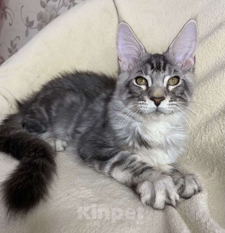 Кошки в Дмитрове: Черный серебристый мраморный мальчик Xavier Мальчик, 30 000 руб. - фото 6