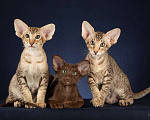 Кошки в Балашихе: Ориентальные котята Мальчик, 60 000 руб. - фото 3