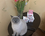 Кошки в Москве: Кошка в добрые руки Девочка, Бесплатно - фото 1