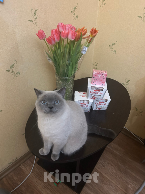 Кошки в Москве: Кошка в добрые руки Девочка, Бесплатно - фото 1