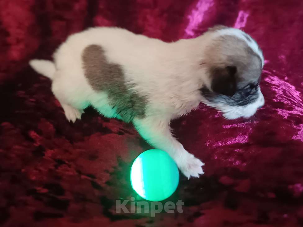 Собаки в Астрахани: Умный щеночек ищет семью Девочка, Бесплатно - фото 4