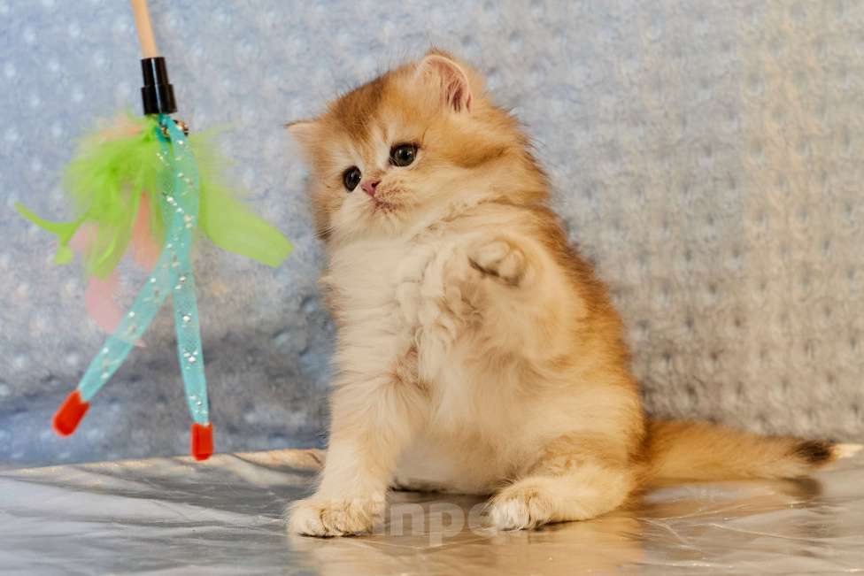 Кошки в Челябинске: Настоящая золотая шиншилла ny12 (ny11) Девочка, 80 000 руб. - фото 3