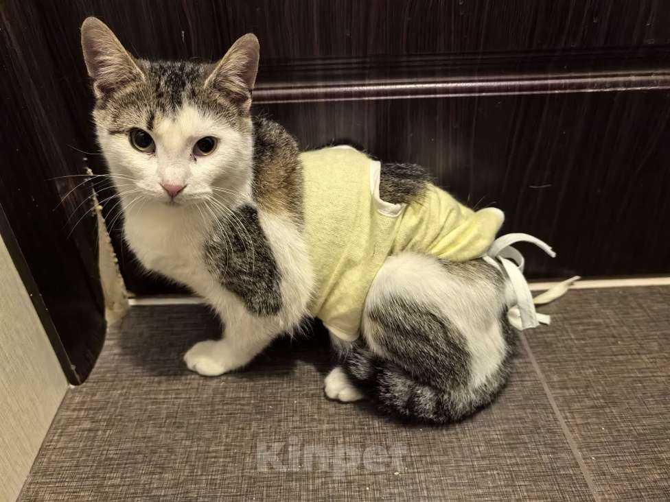 Кошки в Санкт-Петербурге: Котёнок Балерина ищет дом Девочка, Бесплатно - фото 4