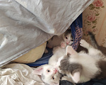 Кошки в Кемерово: Котята Разнополые, Бесплатно - фото 6