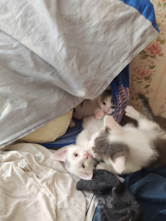 Кошки в Кемерово: Котята Разнополые, Бесплатно - фото 6