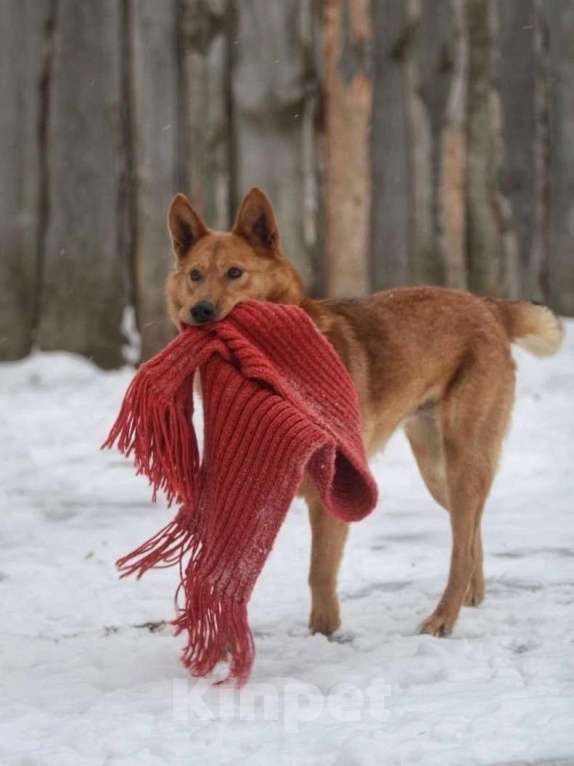 Собаки в Ярославле: Арни Ждет Вас в приюте! Мальчик, Бесплатно - фото 4