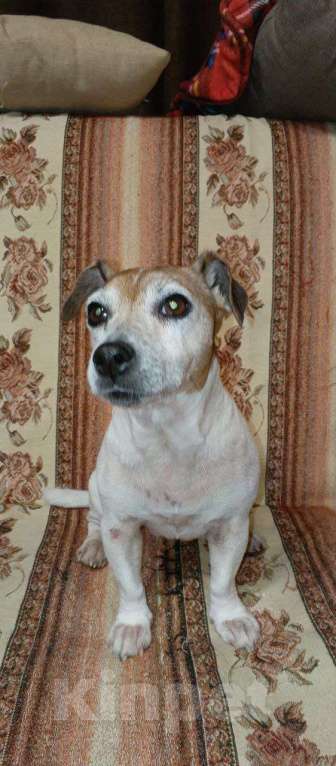 Собаки в других городах Московской области: Майли Девочка, Бесплатно - фото 2