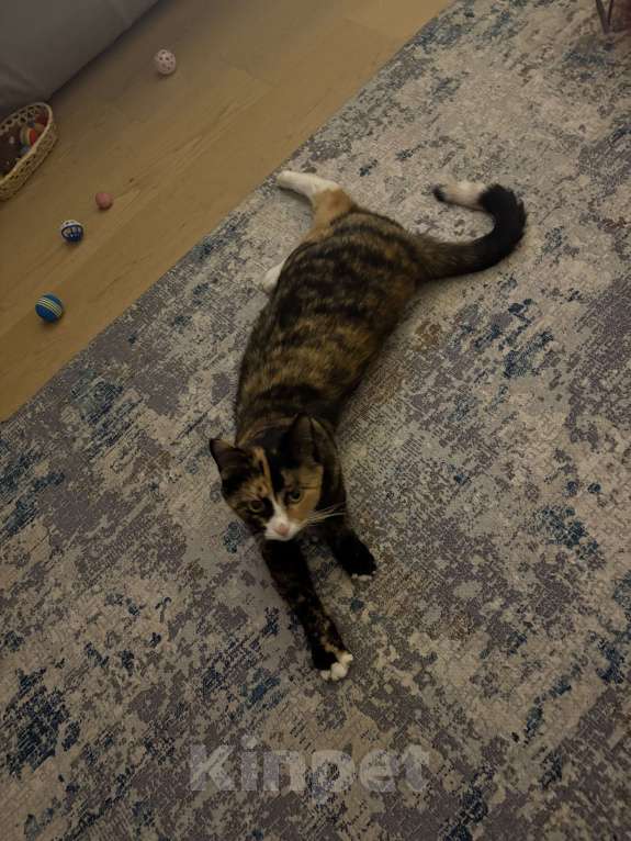 Кошки в Москве: Котенок Яшма Девочка, Бесплатно - фото 4