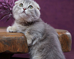 Кошки в Барнауле: Котик Юпитер💎 Мальчик, Бесплатно - фото 9