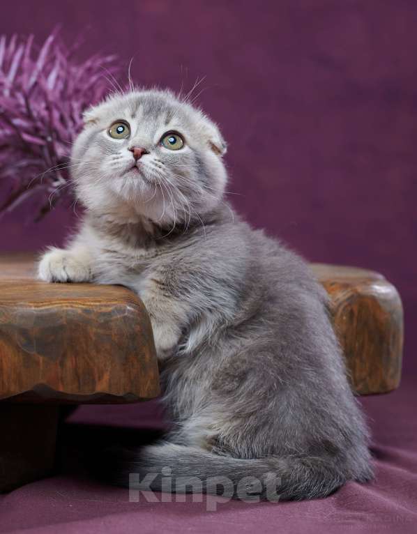 Кошки в Барнауле: Котик Юпитер💎 Мальчик, Бесплатно - фото 9