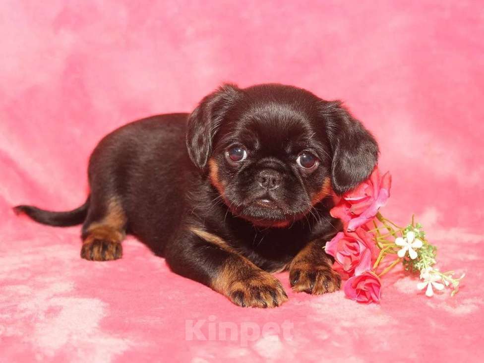 Собаки в Санкт-Петербурге: Очаровательный щенок  Девочка, 80 000 руб. - фото 2