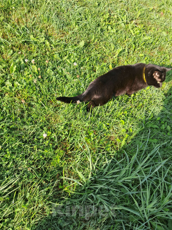 Кошки в других городах Ленинградской области: Пропал кот черный  Мальчик, 5 000 руб. - фото 4