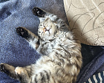 Кошки в Новокузнецке: Продам шотландскую вислоухую кошку  Девочка, 2 200 руб. - фото 3