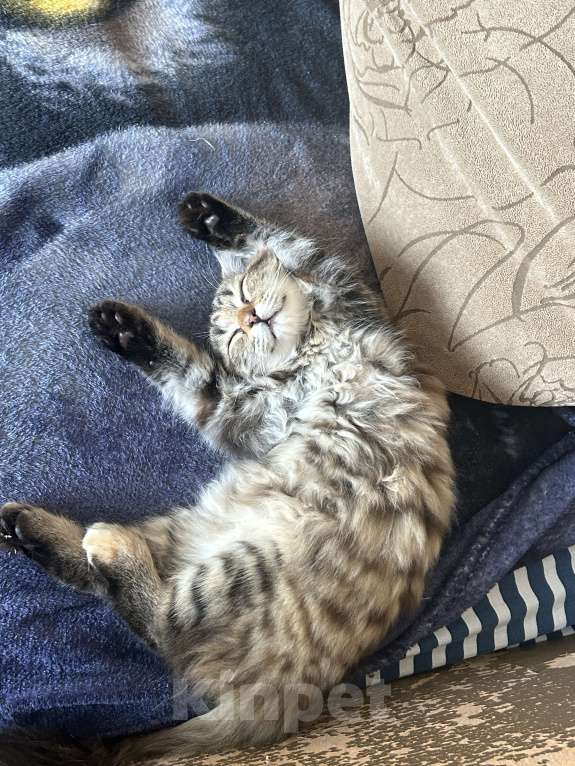 Кошки в Новокузнецке: Продам шотландскую вислоухую кошку  Девочка, 2 000 руб. - фото 3