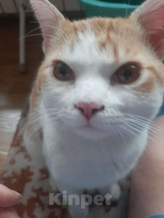 Кошки в Краснодаре: Ищем хозяев кота Мальчик, Бесплатно - фото 4