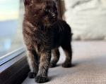 Кошки в Калининграде: Черный Кот-это избыток души❤️🐈‍⬛ Мальчик, Бесплатно - фото 8