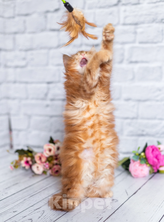 Кошки в Раменском: Муйн кун котятки Мальчик, 50 000 руб. - фото 4