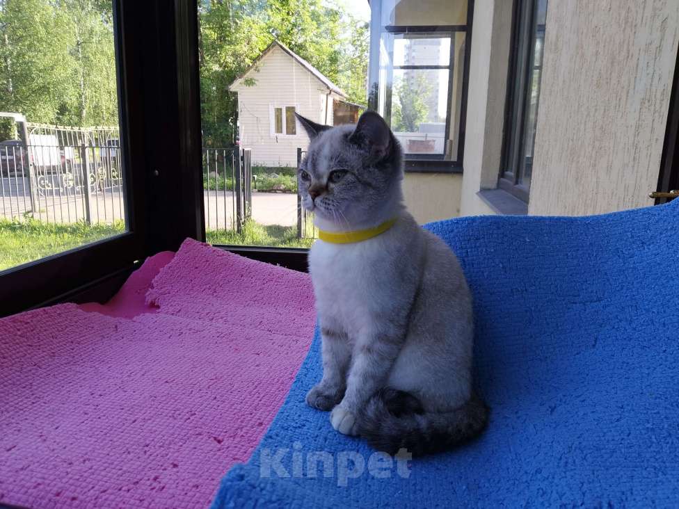Кошки в Москве: Британские котята  Девочка, 15 000 руб. - фото 1