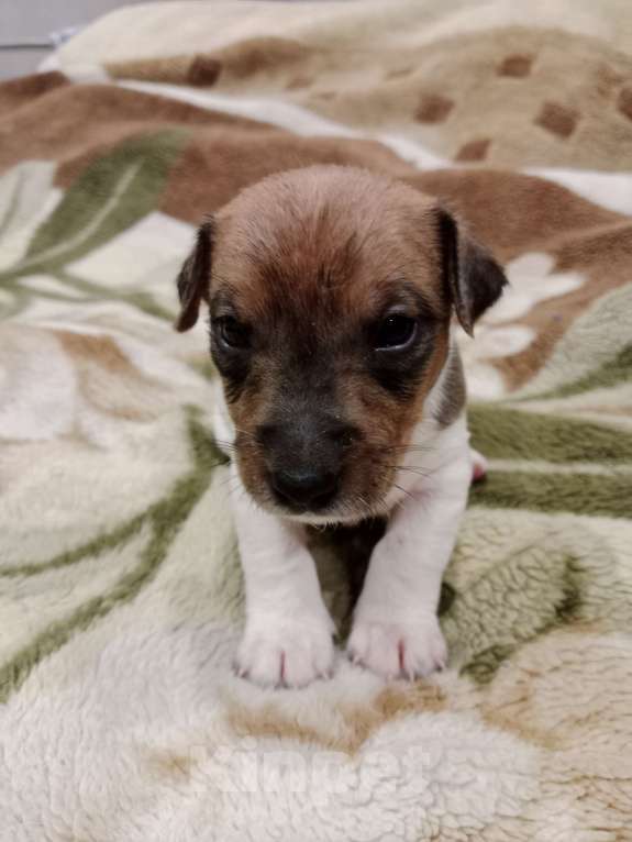 Собаки в Тольятти: Мальчик Мальчик, 20 000 руб. - фото 1