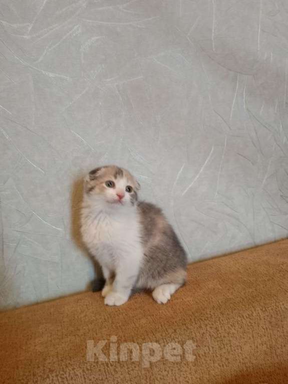 Кошки в Мытищах: Продаю котенка Девочка, 1 500 руб. - фото 2