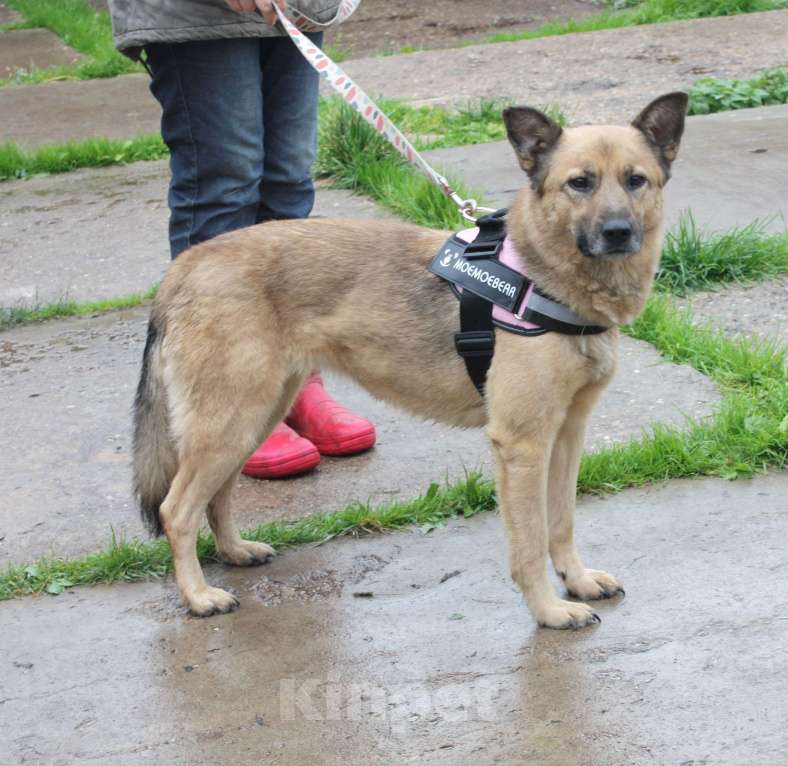 Собаки в Москве: Добрая, ласковая собака Лада всю жизнь ждет своего родного ЧЕЛОВЕКА! Девочка, Бесплатно - фото 4
