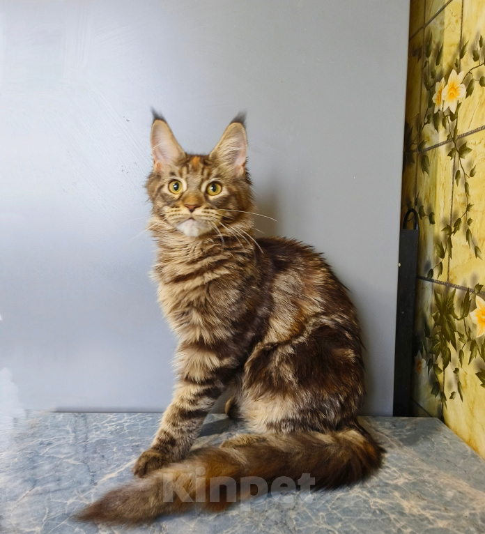 Кошки в Москве: Котёнок Мейн-кун Девочка Девочка, 39 000 руб. - фото 1