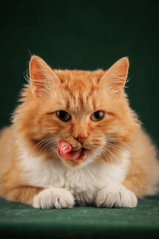 Объявление: Пушистый красавец котик Персей в добрые руки, 1 руб., Москва