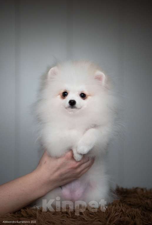 Собаки в Челябинске: Померанский шпиц девочка Девочка, Бесплатно - фото 5