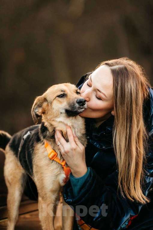 Собаки в Москве: Юнити в поисках билета в счастливую жизнь! Девочка, Бесплатно - фото 4