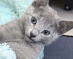 Кошки в Москве: Котята русской голубой Мальчик, 85 000 руб. - фото 3