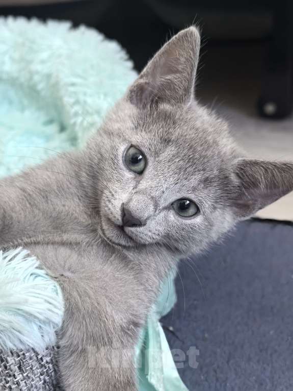 Кошки в Москве: Котята русской голубой Мальчик, 85 000 руб. - фото 3