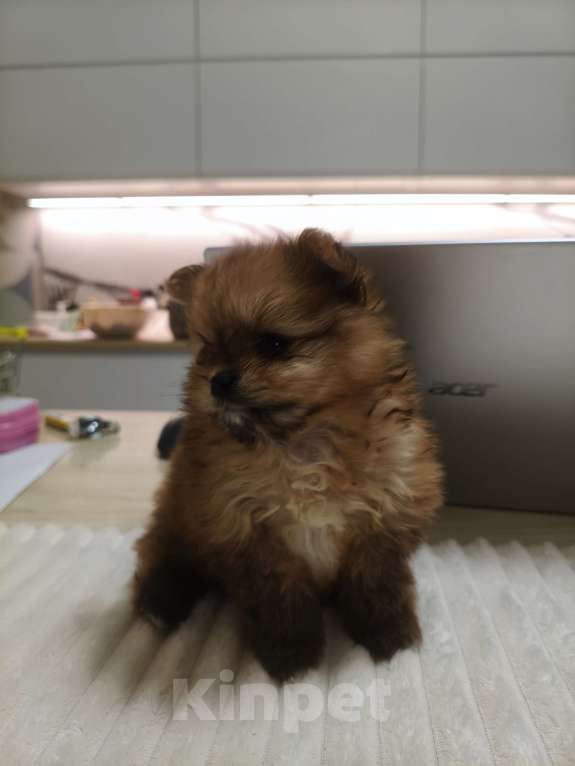 Собаки в Москве: Щенок померанского шпица Девочка, 120 000 руб. - фото 4