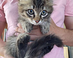 Кошки в Тюмени: Отдам котят в добрые руки Мальчик, 1 руб. - фото 1