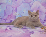 Кошки в Краснодаре: Британские котик Мальчик, Бесплатно - фото 3