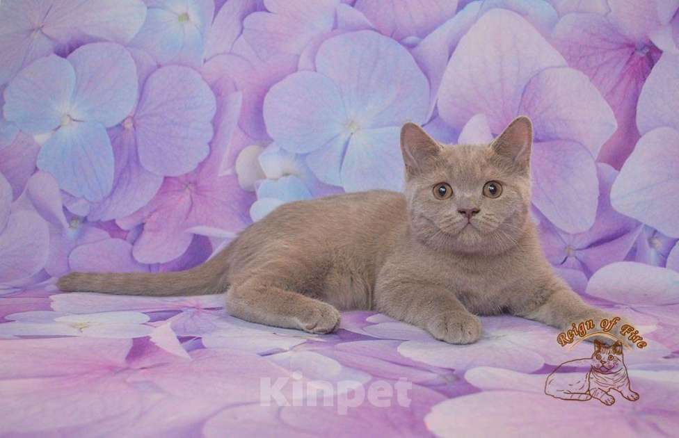 Кошки в Краснодаре: Британские котик Мальчик, Бесплатно - фото 3