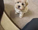 Собаки в Москве: Щенок мальтипу ф1 мини девочка Девочка, 100 000 руб. - фото 1