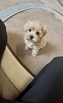 Щенок мальтипу ф1 мини девочка