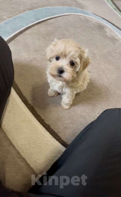 Собаки в Москве: Щенок мальтипу ф1 мини девочка Девочка, 100 000 руб. - фото 1