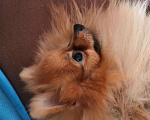 Собаки в Орске: Вязка, 1 руб. - фото 2