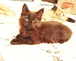 Кошки в Мур: Мейнкун, 25 000 руб. - фото 1