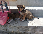 Собаки в Михайловске: Щенок в добрые руки Мальчик, Бесплатно - фото 1