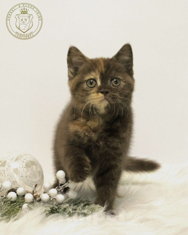 Кошки в Люберцах: Британский котенок Девочка, 50 000 руб. - фото 6