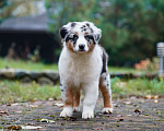 Собаки в Звенигороде: Австралийская овчарка (аусси) Мальчик, 90 000 руб. - фото 7