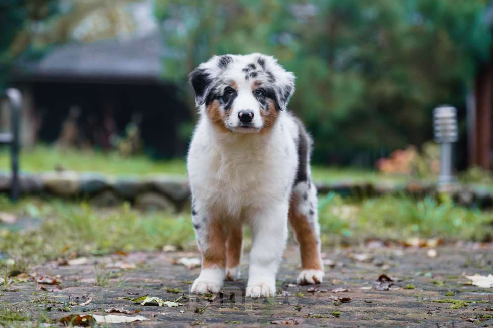 Собаки в Звенигороде: Австралийская овчарка (аусси) Мальчик, 90 000 руб. - фото 7