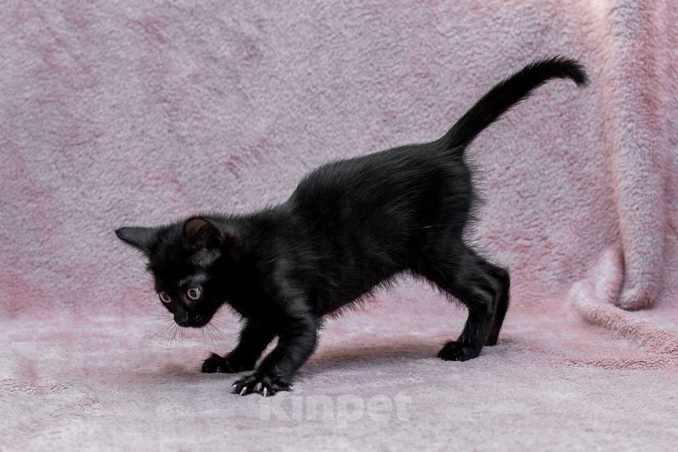 Кошки в Москве: котенок Карамелька ищет дом Девочка, Бесплатно - фото 6