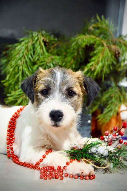 Собаки в Москве: Девочка Джек Рассел терьер  Девочка, 65 000 руб. - фото 7