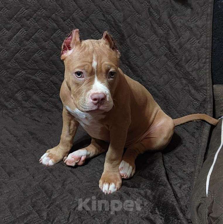 Собаки в Оренбурге: Американский булли щенки в типе покет Разнополые, Бесплатно - фото 2
