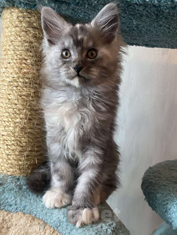 Кошки в Москве: Мейн-кун котята серебряные Девочка, 40 000 руб. - фото 3