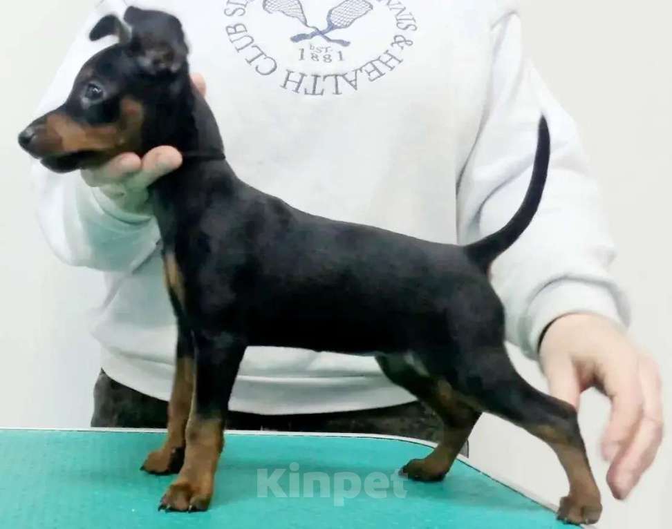 Собаки в других городах Калининградской области: Цвергпинчер Девочка, 55 000 руб. - фото 4