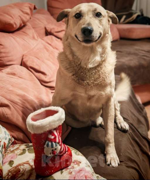 Собаки в Москве: Лапус самый человекооренированный пёс на свете! Мальчик, Бесплатно - фото 1